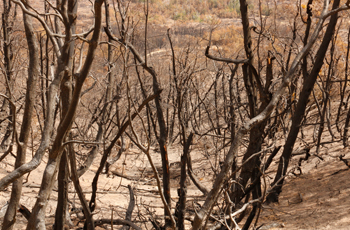 Incendio en Tierras del Baker Colonia Sur.